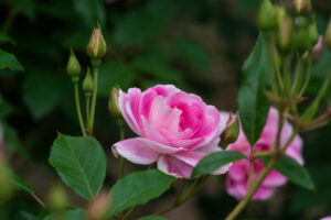 福岡市植物園のバラの写真