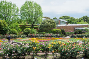 福岡市植物園のバラの写真