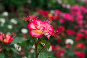 福岡市植物園のバラの写真