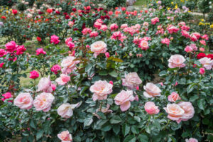 福岡市植物園のバラの写真