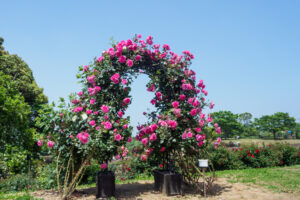 グリーンパークのバラの写真