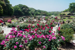 グリーンパークのバラの写真