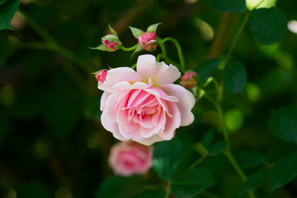 グリーンパークのバラの写真