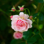 グリーンパークのバラの写真