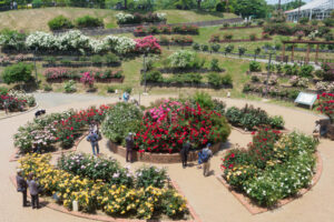 グリーンパークのバラの写真