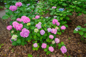 筥崎宮あじさい苑の紫陽花の写真