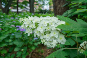 筥崎宮あじさい苑の紫陽花の写真