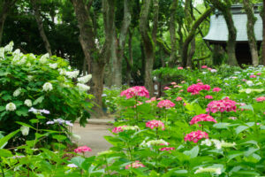筥崎宮あじさい苑の紫陽花の写真