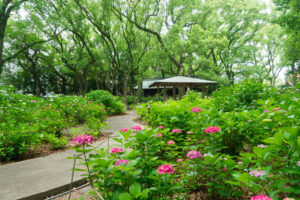筥崎宮あじさい苑の紫陽花の写真