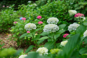筥崎宮あじさい苑の紫陽花の写真