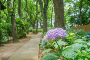 筥崎宮あじさい苑の紫陽花の写真
