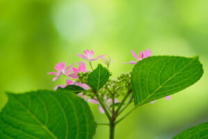 筥崎宮あじさい苑の紫陽花の写真