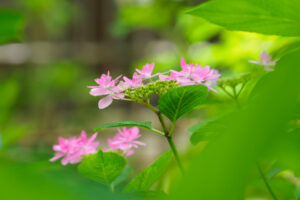 筥崎宮あじさい苑の紫陽花の写真