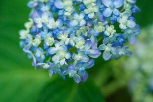 筥崎宮あじさい苑の紫陽花の写真
