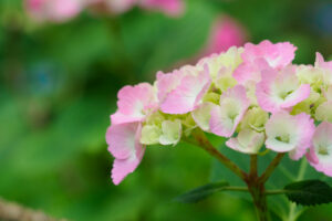 筥崎宮あじさい苑の紫陽花の写真
