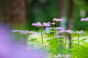 筥崎宮あじさい苑の紫陽花の写真
