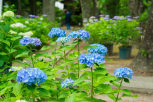 筥崎宮あじさい苑の紫陽花の写真