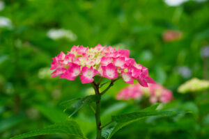 筥崎宮あじさい苑の紫陽花の写真
