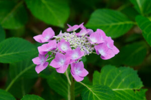 筥崎宮あじさい苑の紫陽花の写真