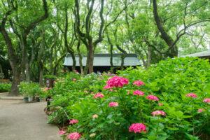 筥崎宮あじさい苑の紫陽花の写真