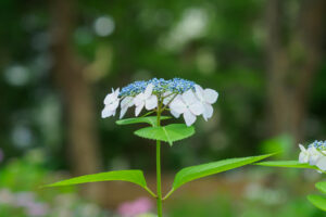 筥崎宮あじさい苑の紫陽花の写真