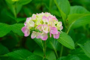 筥崎宮あじさい苑の紫陽花の写真
