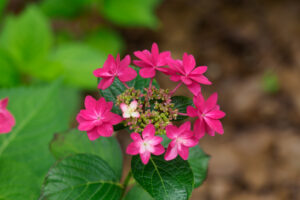 筥崎宮あじさい苑の紫陽花の写真