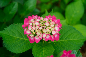 筥崎宮あじさい苑の紫陽花の写真