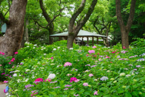 筥崎宮あじさい苑の紫陽花の写真
