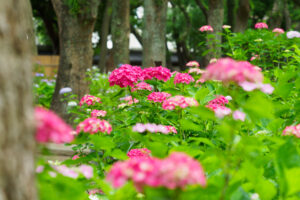 筥崎宮あじさい苑の紫陽花の写真