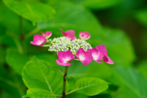 筥崎宮あじさい苑の紫陽花の写真