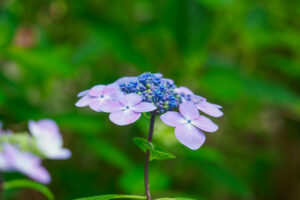 筥崎宮あじさい苑の紫陽花の写真