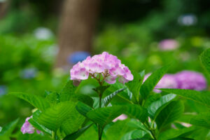筥崎宮あじさい苑の紫陽花の写真