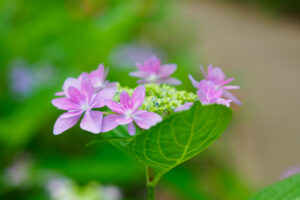 筥崎宮あじさい苑の紫陽花の写真