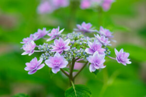 筥崎宮あじさい苑の紫陽花の写真