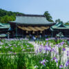 花菖蒲　宮地嶽神社（2021年5月31日）