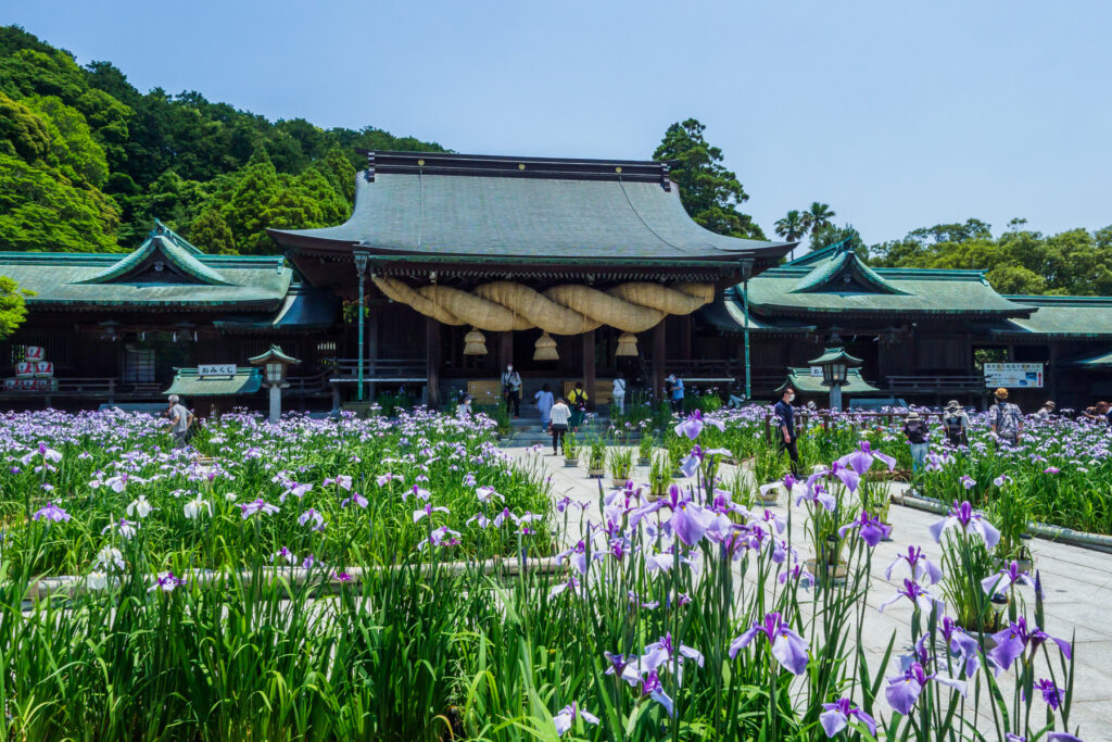 宮地嶽神社の花菖蒲の写真