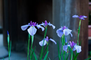 宮地嶽神社の花菖蒲の写真