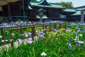 宮地嶽神社の花菖蒲の写真