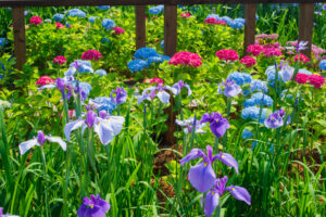 宮地嶽神社の花菖蒲の写真