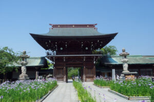 宮地嶽神社の花菖蒲の写真