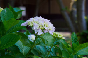 宮地嶽神社の紫陽花の写真