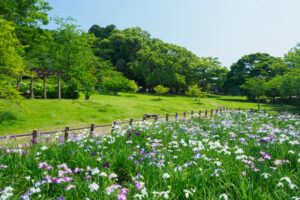 宮地嶽神社の花菖蒲の写真