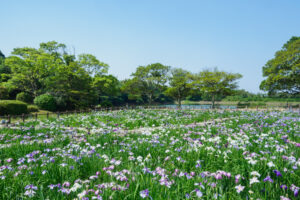 宮地嶽神社の花菖蒲の写真