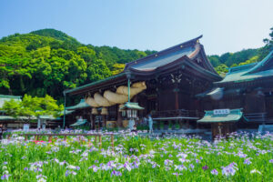宮地嶽神社の花菖蒲の写真