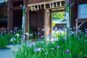 宮地嶽神社の花菖蒲の写真