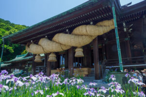 宮地嶽神社の花菖蒲の写真
