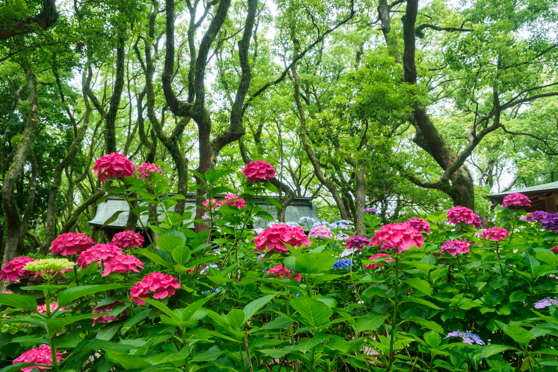 紫陽花 2025.6.11 まさに💜💙🤍🩷💚💖 #紫陽花祭り #梅雨 #hydrangea