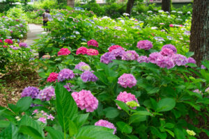 筥崎宮あじさい苑の紫陽花の写真