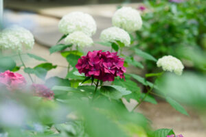 筥崎宮あじさい苑の紫陽花の写真